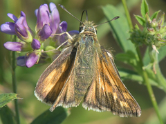 Hesperia assiniboia