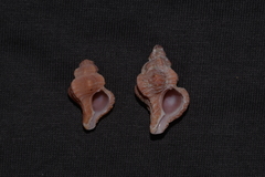 Chicoreus denudatus