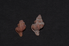 Chicoreus denudatus