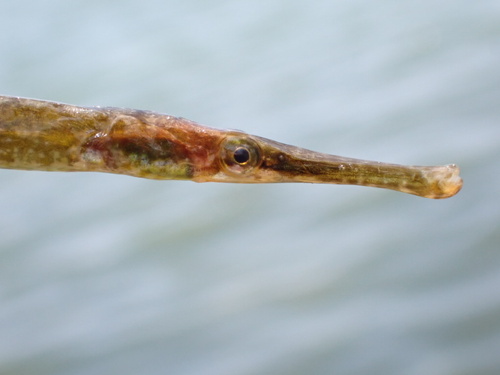 Dusky pipefish (Syngnathus floridae) — Syngnathidae — 5
