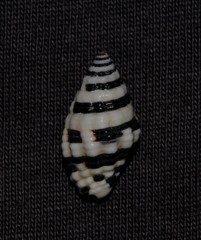 Engina zonalis