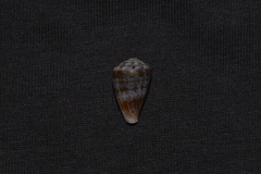 Conus aplustre