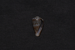 Conus aplustre