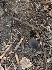 Sorex monticola