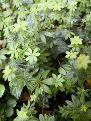 Galium odoratum