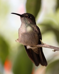 Eupetomena cirrochloris