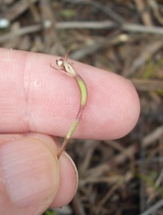 Caladenia bartlettii
