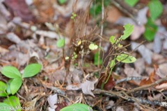 Calyptospora columnaris