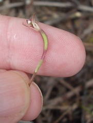 Caladenia bartlettii