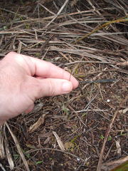Caladenia bartlettii