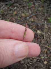 Caladenia bartlettii