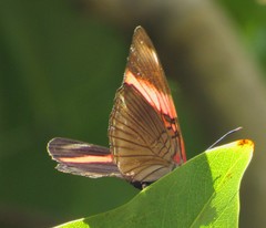 Adelpha lycorias