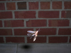 Photinus pyralis
