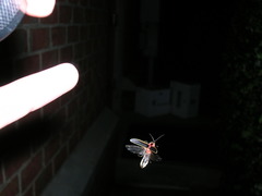 Photinus pyralis