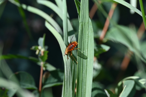 Unknown species found near Park County, WY, USA