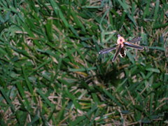 Photinus pyralis