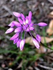 Sowerbaea laxiflora
