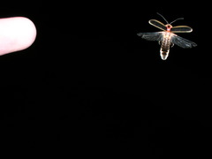 Photinus pyralis