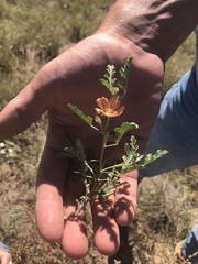 Sphaeralcea hastulata
