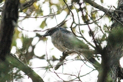 Aphelocoma wollweberi