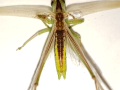 Conocephalus (Anisoptera) image