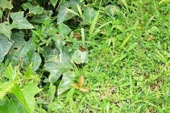 Anthanassa drusilla