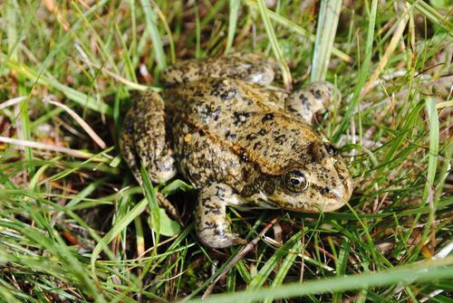 Columbia Spotted Frog