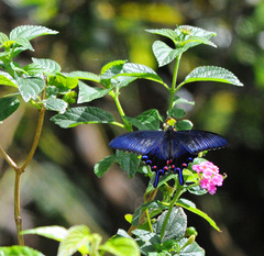Papilio ryukyuensis