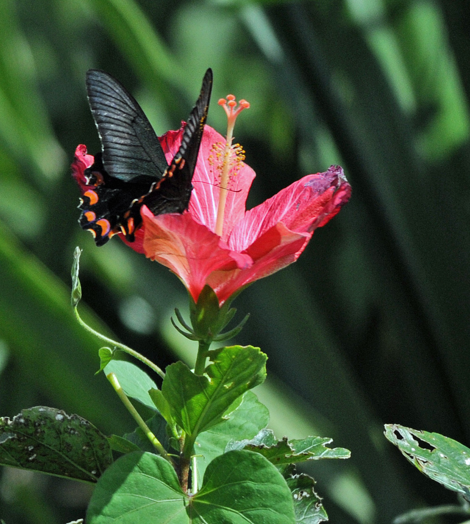 Chinese peacock