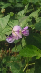Vigna unguiculata