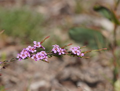 Euryomyrtus ramosissima