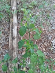 Dicliptera brachiata