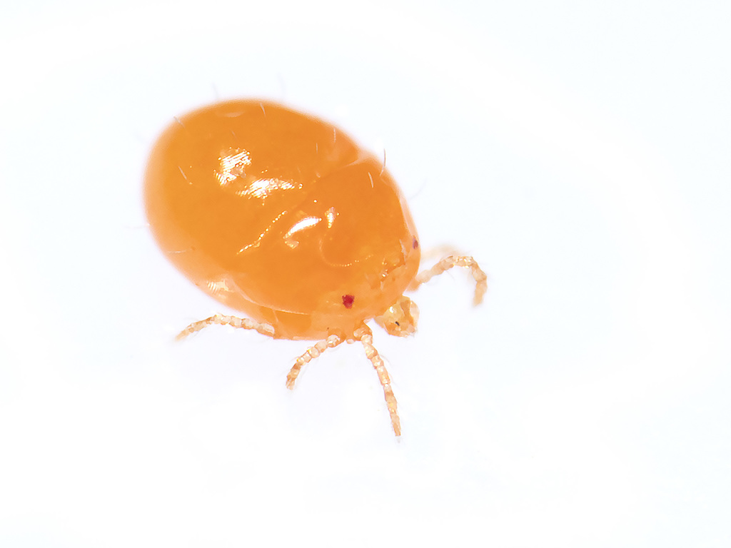 Pterygosomatoidea