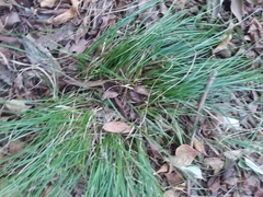 Carex planostachys