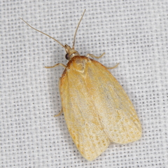 Sparganothis distincta