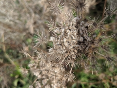 Angelica lucida