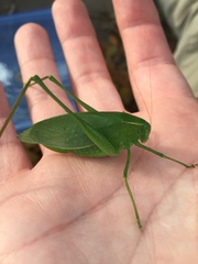 Amblycorypha rotundifolia