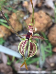 Caladenia plicata