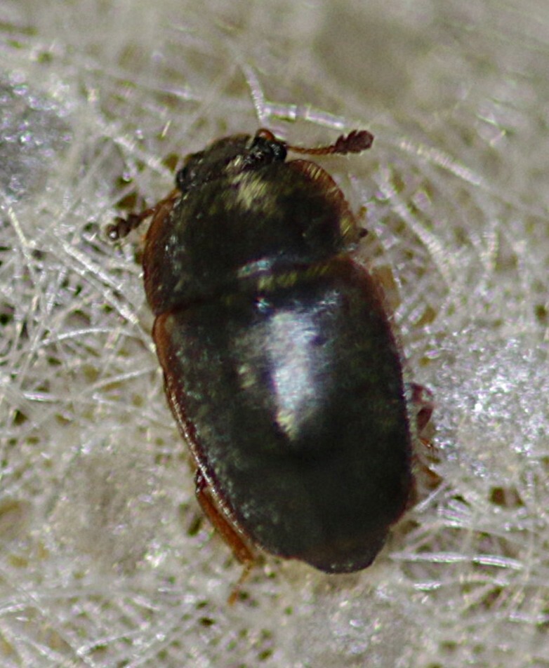 Epuraea neglecta