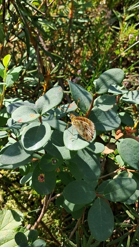 Lesser Marbled Fritillary