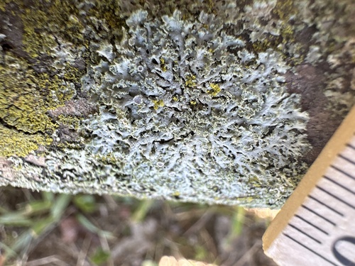 Rosette Lichen