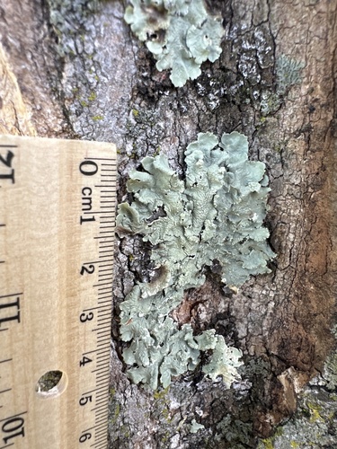 Common Greenshield Lichen