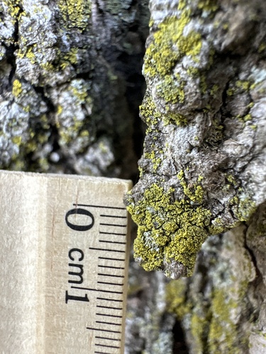 Candleflame Lichen