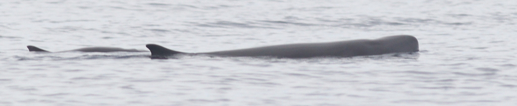 A pygmy sperm whale logging at the surface with a smaller animal beside it, the rounded head and small dorsal fin visible