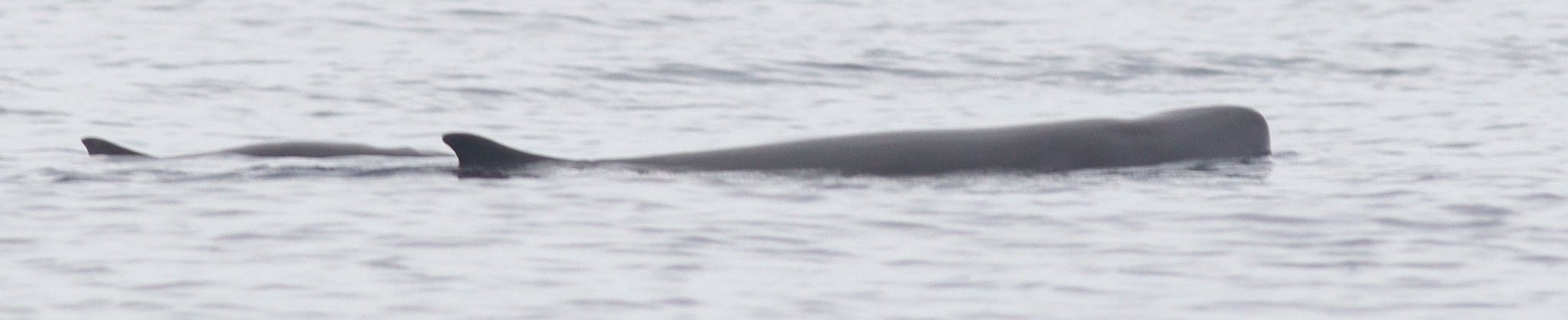 Kogia breviceps