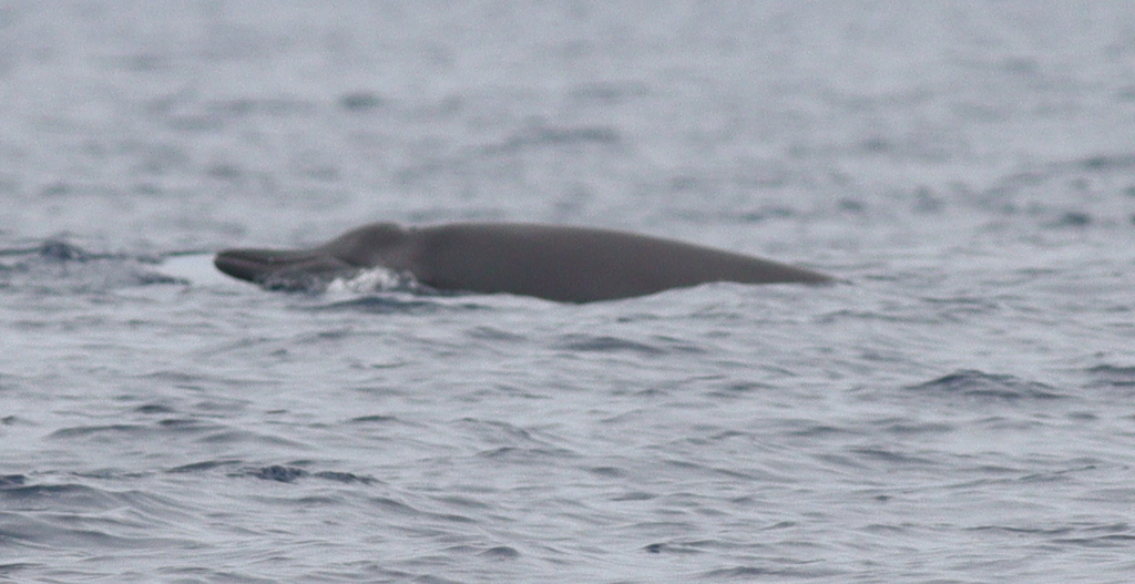 Sowerby's beaked whale at the surface off the Azores, head and back showing