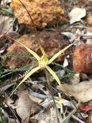 Caladenia straminichila