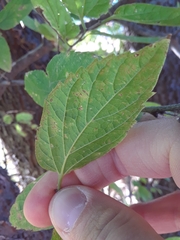 Celtis occidentalis