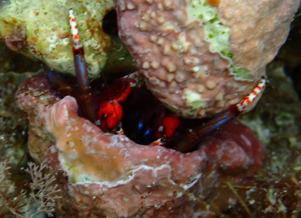 hermit crab