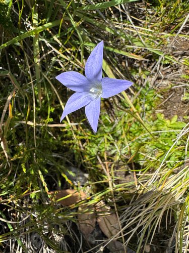 Waxy Bluebell (Wahlenbergia ceracea)